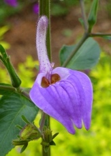 Giant Blue African Salvia, Giant Salvia, Brillantaisia nitens, B. cicatricosa, B. subulugarica, B. grandidentata